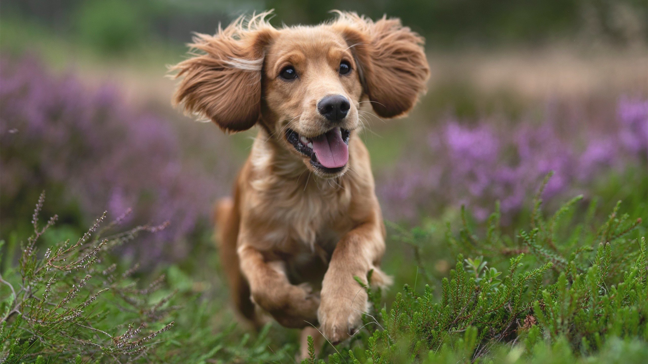 2026世界杯风云录,爱尔兰连击压制卡塔尔,三笘薰超凡接管绿茵战场