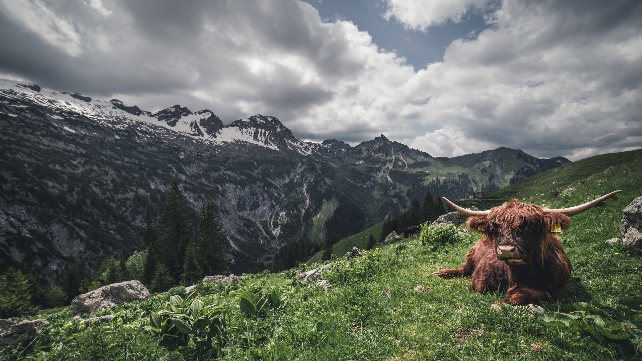 莫兰特满分狂澜难救主，纽约尼克斯末节逆转山西上演跨洲际惊魂战