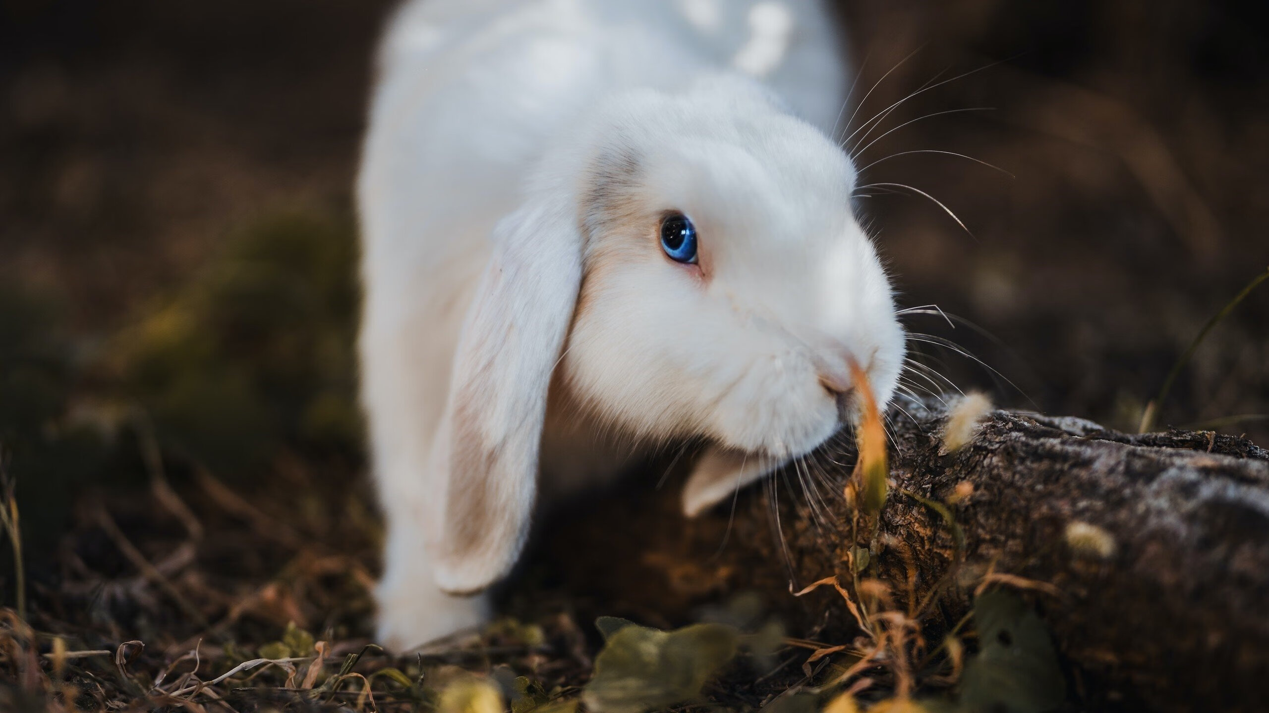 伊萨克闪电破门点燃赛场，非洲雄鹰强行终结洪都拉斯奇迹梦