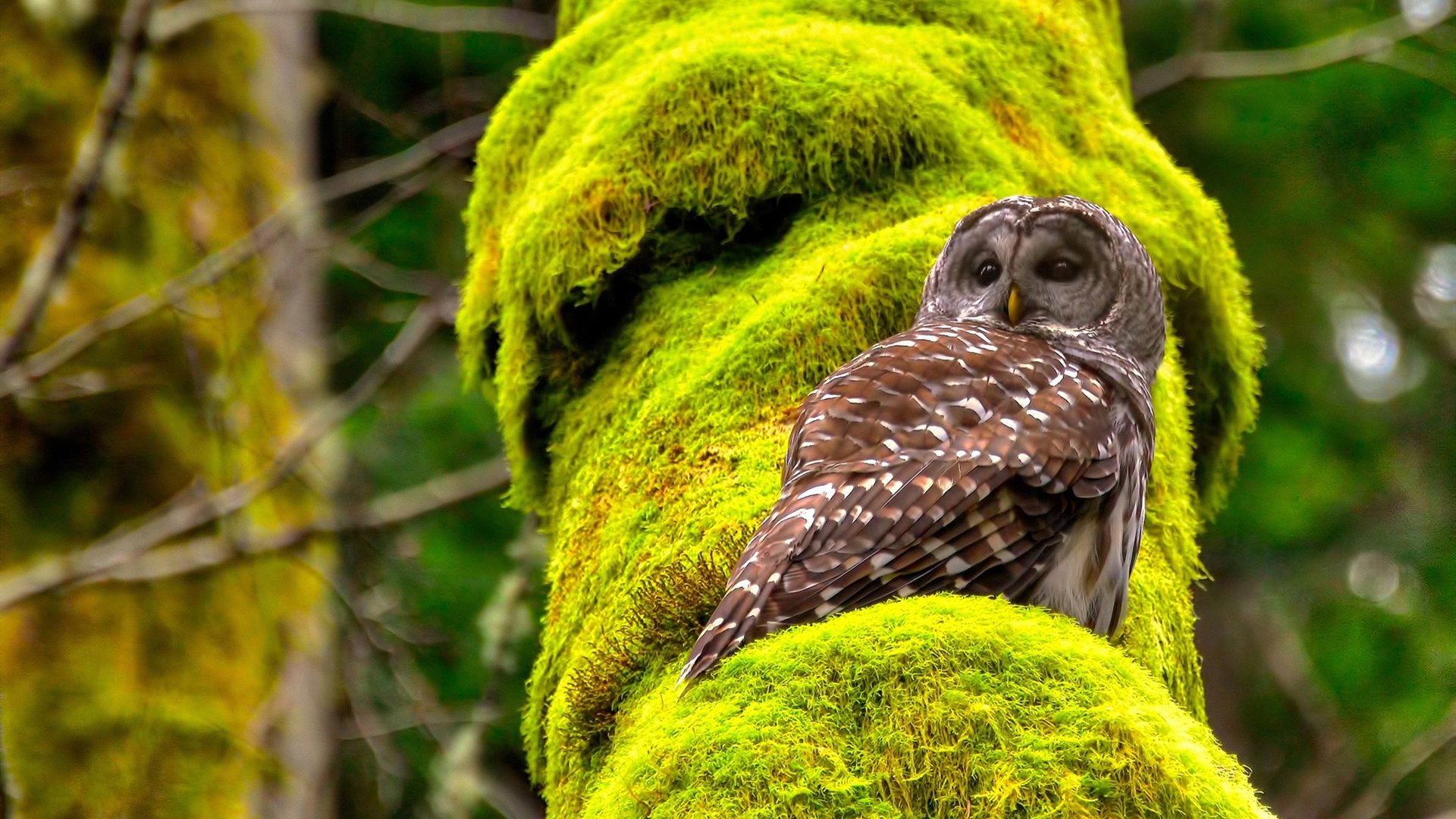 开云体育在线-铁链降世，东契奇化身防守铁闸，猛龙突围黄蜂决战