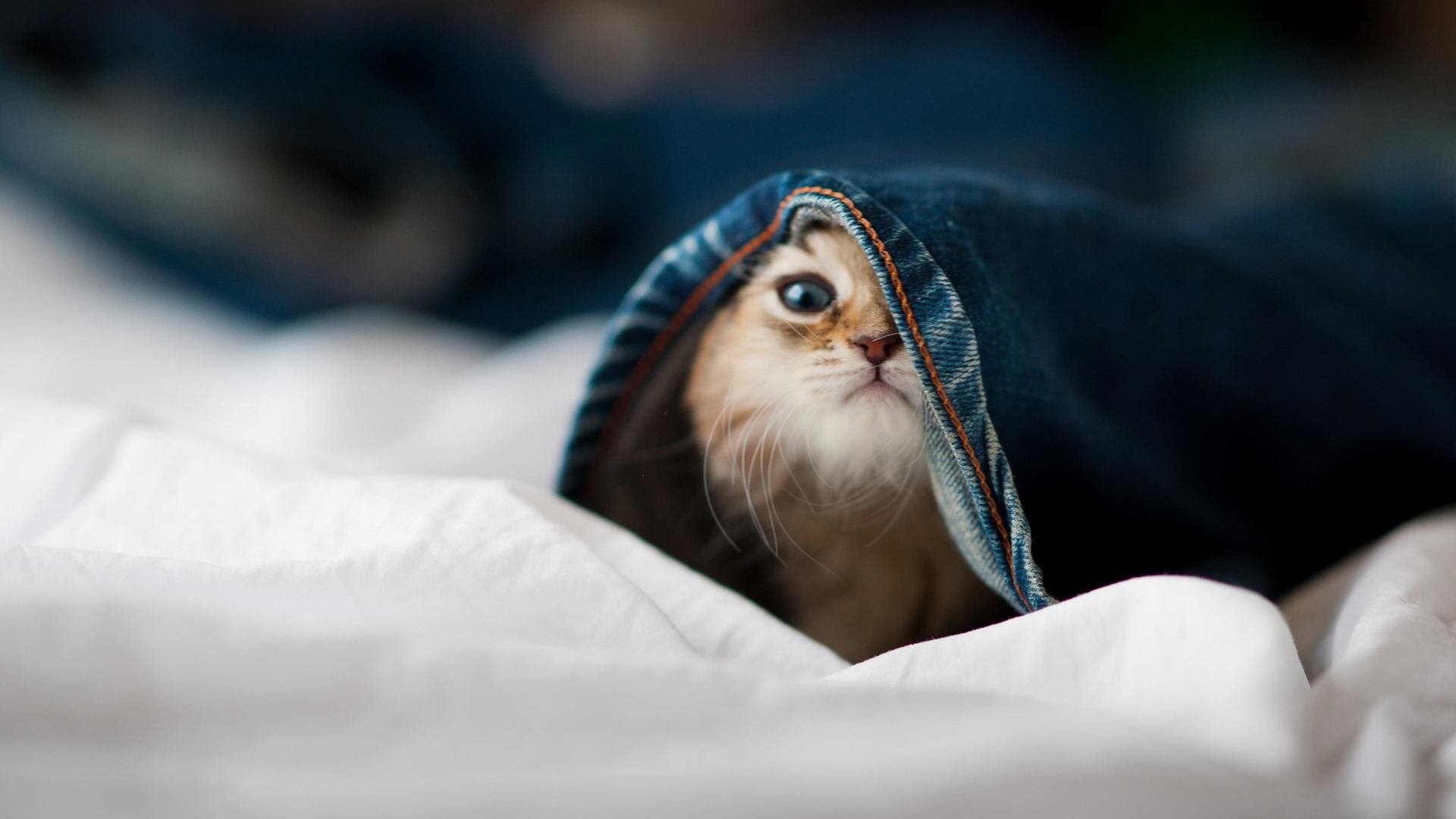 开云体育平台APP-森林狼撕裂广东防线，小贾伦西甲德比展统治力，篮球无疆界的双重奏