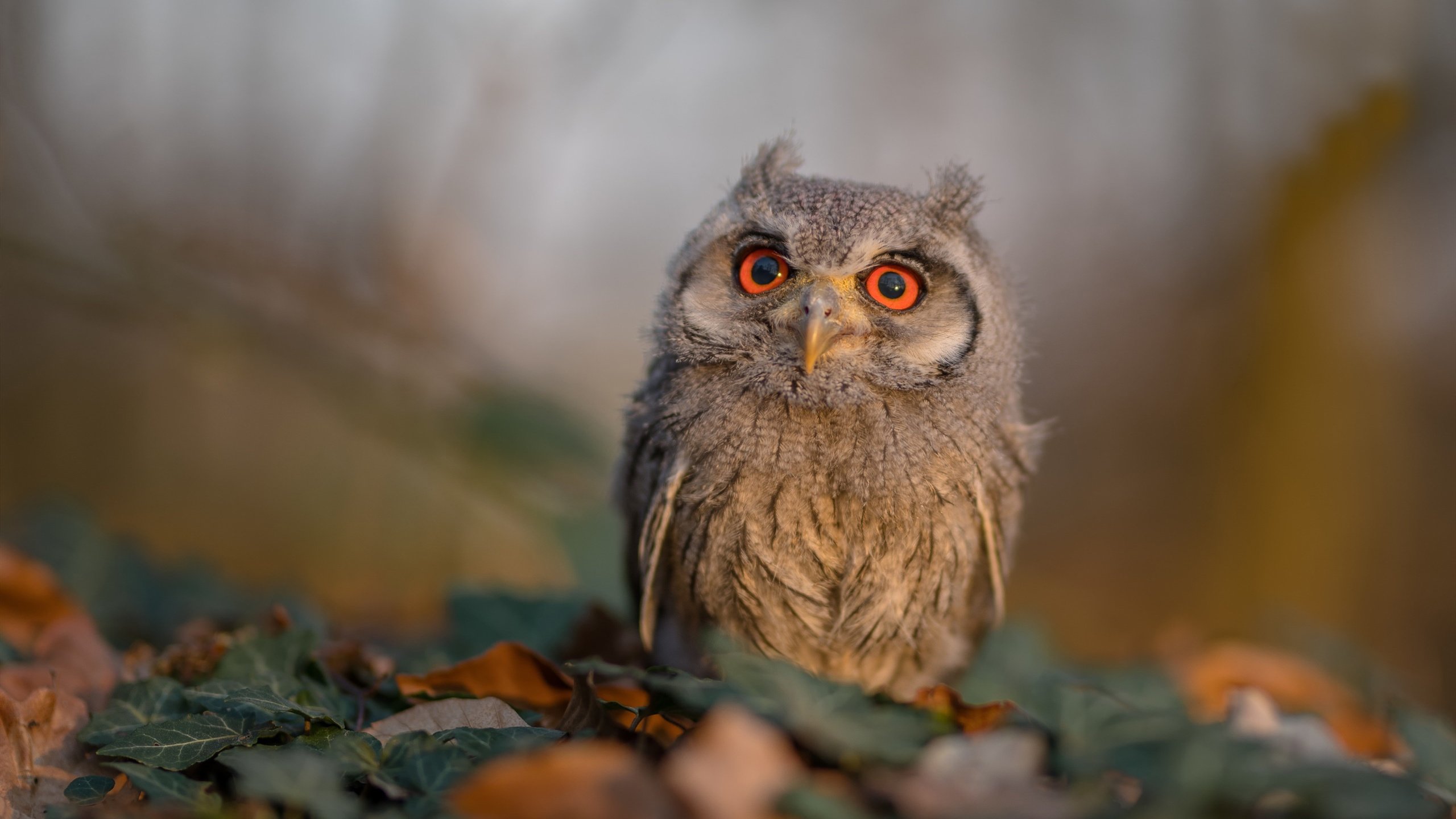 街道赛之王登基，维斯塔潘在焦点战中击溃汉密尔顿勇士