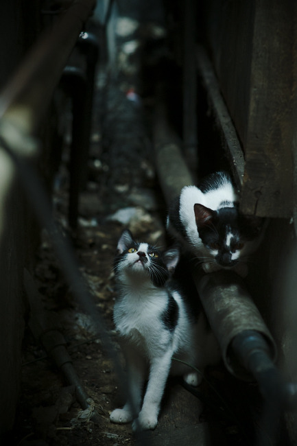 防守的艺术,久保建英锁死对手,牙买加掀翻比利时