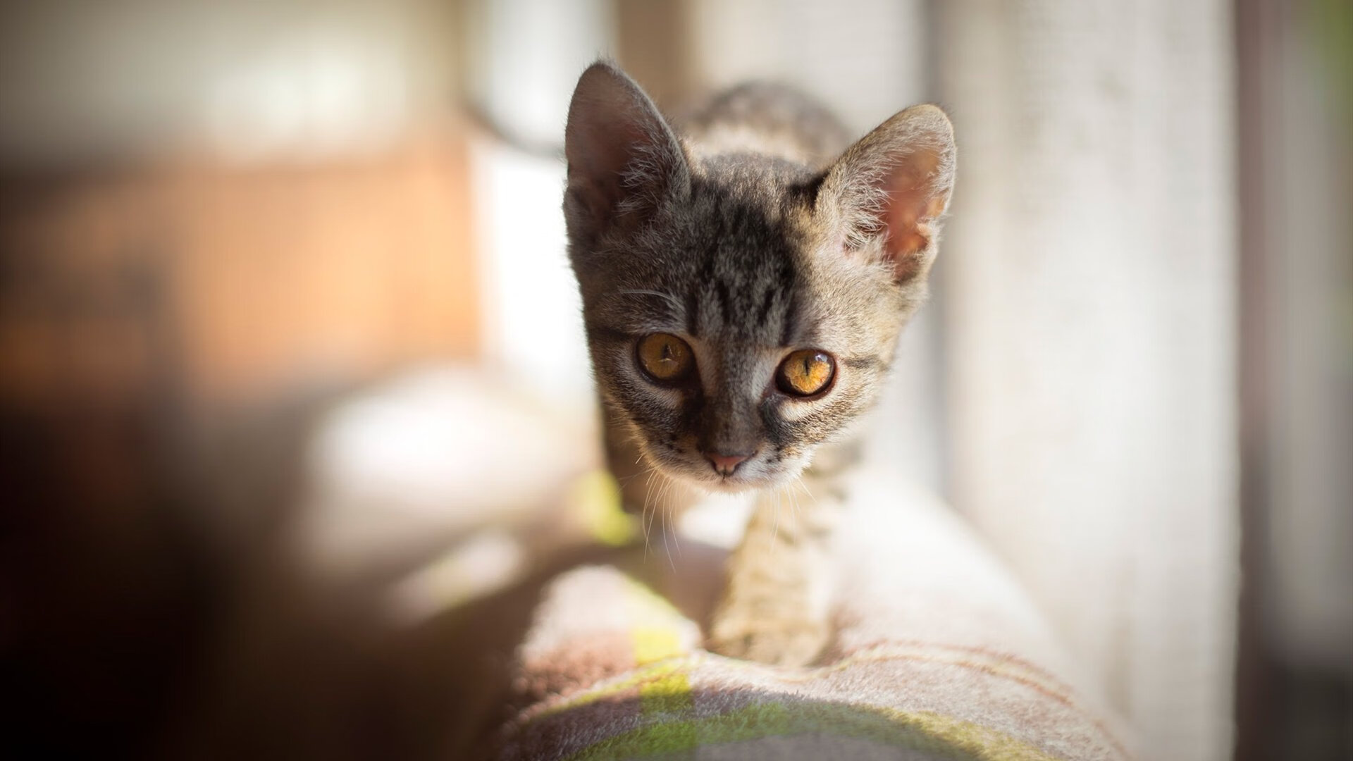 开云体育在线-战吼与火焰，恩比德的季后赛宣言