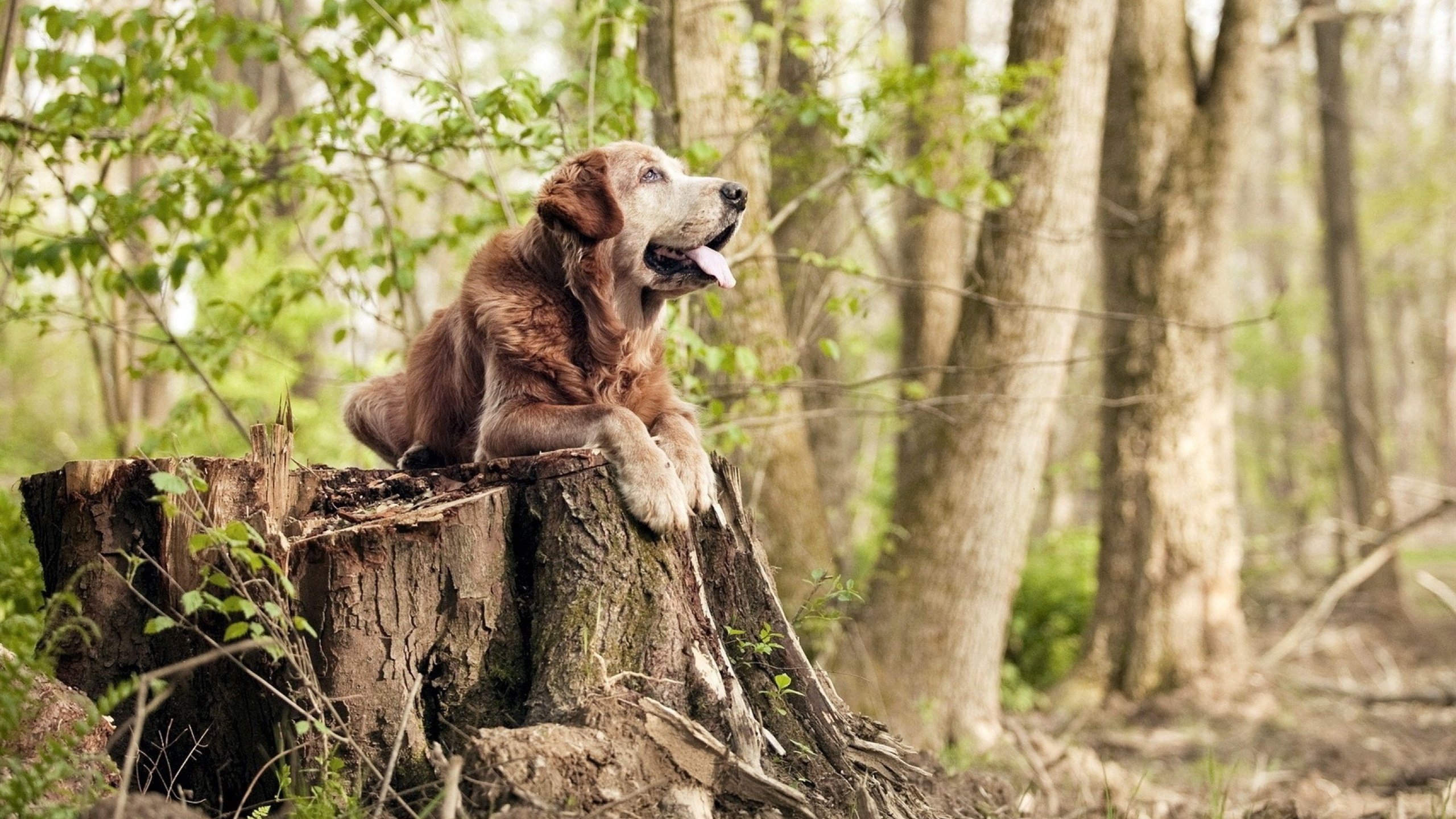 嘘声中的节奏师,孔德如何将伯纳乌的狂躁化为指尖的静默