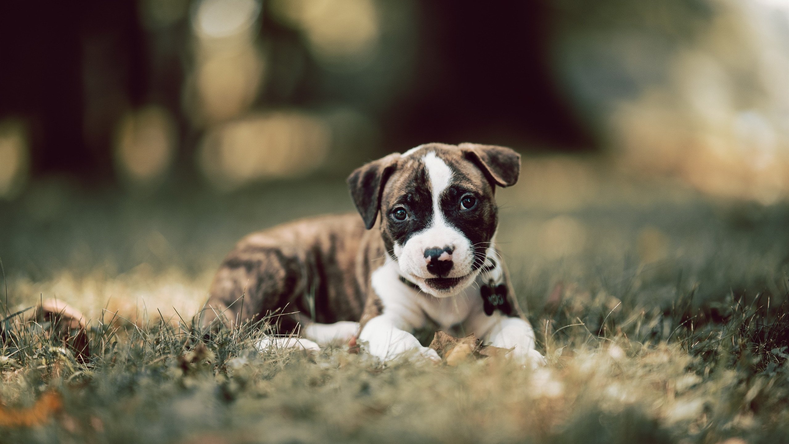 开云体育官方网站-詹姆斯不独舞，新疆节奏因他起，当个人天赋点亮团队胜利