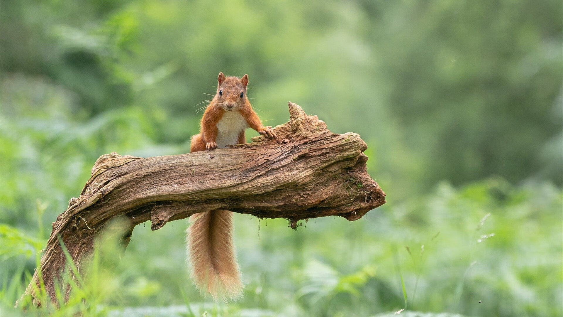 开云体育下载-铁血基因的胜利，从乌拉圭斩落瑞典，到奥斯梅恩英超争冠接管比赛