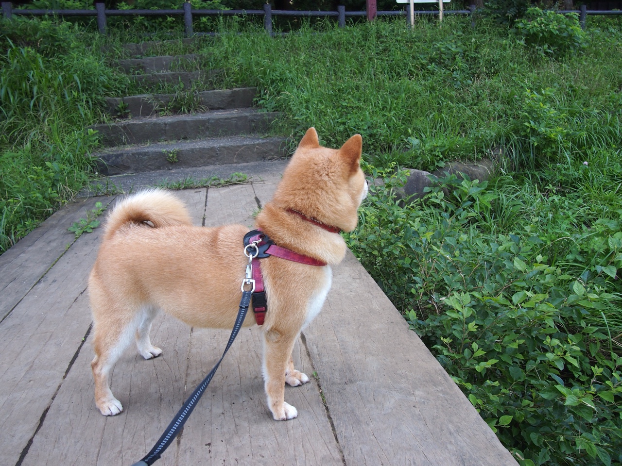 剑指温布利!铁闸卡瓦哈尔数据全面爆炸,英格兰终破多特蒙德铁壁