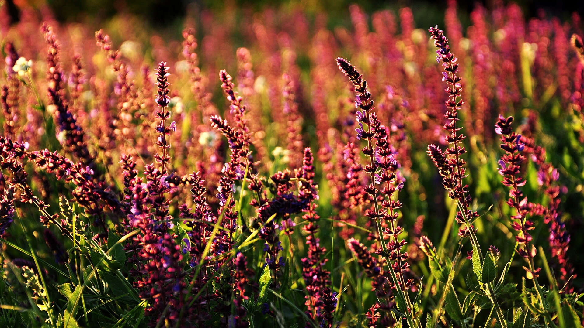 开云体育-掘金制霸新疆队，西亚卡姆关键先生闪耀全场