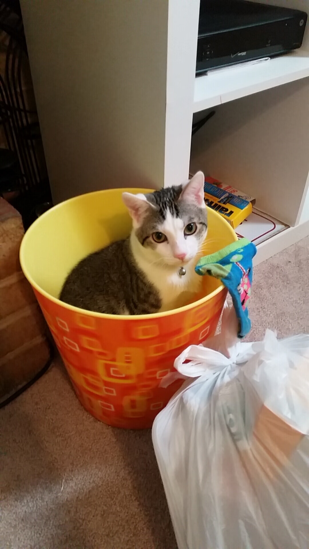 双城记,北京队的意志铁流与贝恩的欧冠个人史诗—体育世界里不可能的两种注脚