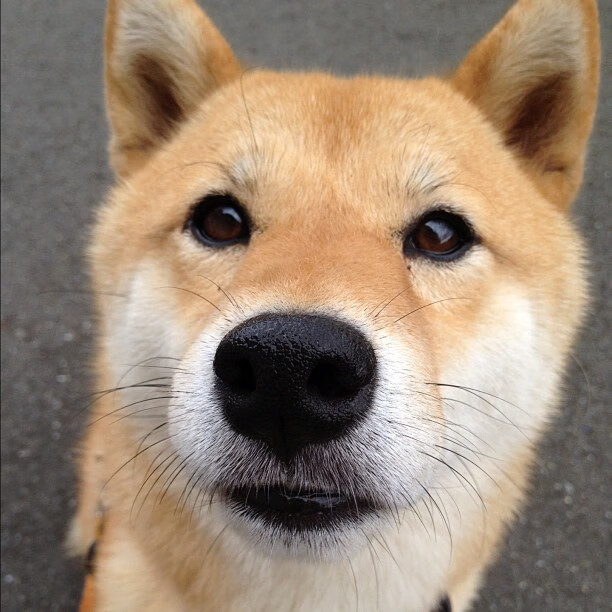 战术显微镜下的金玟哉与系统霸权，当曼城的阴影笼罩波兰足球