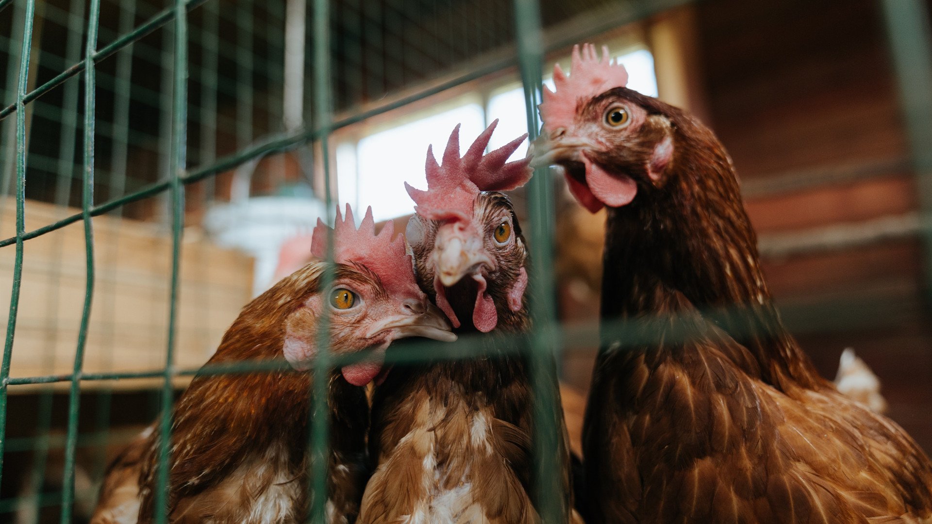 瑞士翻盘那不勒斯，加克波攻防转换核心铸就逆转奇迹