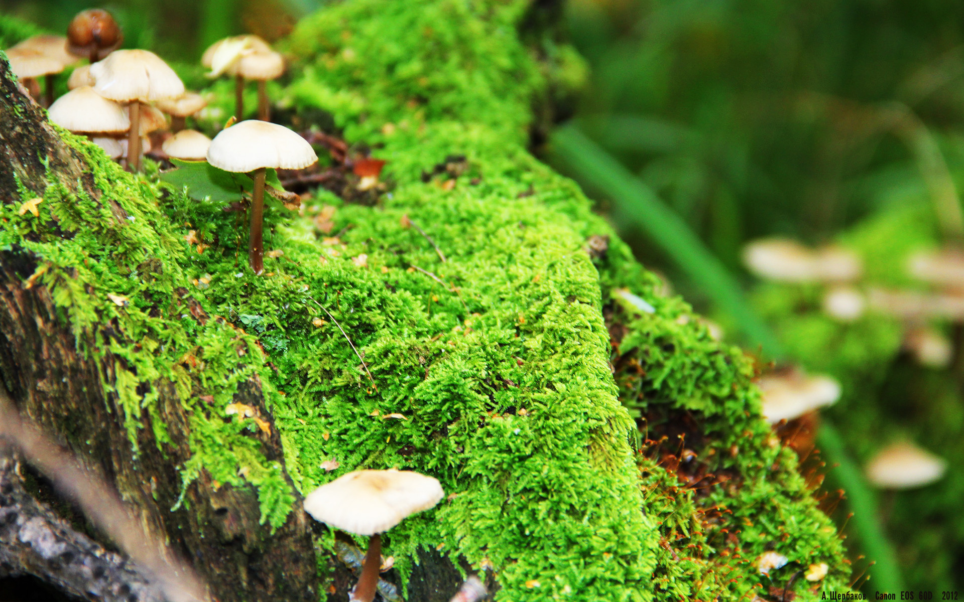 生死夜，孤星亮