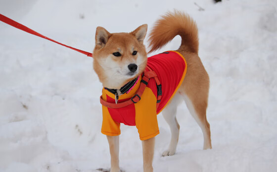 跨越洲际的体育荣耀，埃及轻取喀麦隆，阿劳霍东决封神